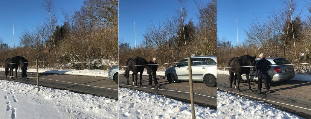 Ridelæreren er på gå tur med Unica og vi møder en bil